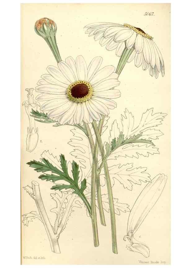 Reproducción/Reproduction 34429452084: Curtis's botanical magazine.. London ; New York [etc.] :Academic Press [etc.]