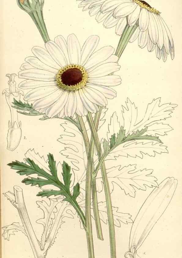 Reproducción/Reproduction 34429452084: Curtis's botanical magazine.. London ; New York [etc.] :Academic Press [etc.]