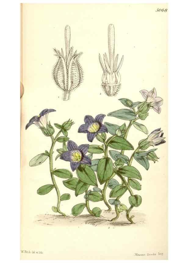 Reproducción/Reproduction 34429455564: Curtis's botanical magazine.. London ; New York [etc.] :Academic Press [etc.]