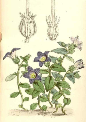 Reproducción/Reproduction 34429455564: Curtis's botanical magazine.. London ; New York [etc.] :Academic Press [etc.]