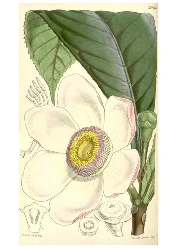 Reproducción/Reproduction 34429458754: Curtis's botanical magazine.. London ; New York [etc.] :Academic Press [etc.]