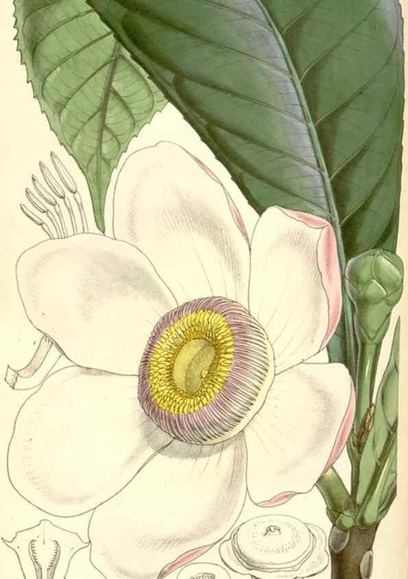 Reproducción/Reproduction 34429458754: Curtis's botanical magazine.. London ; New York [etc.] :Academic Press [etc.]