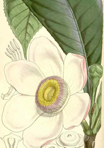 Reproducción/Reproduction 34429458754: Curtis's botanical magazine.. London ; New York [etc.] :Academic Press [etc.]