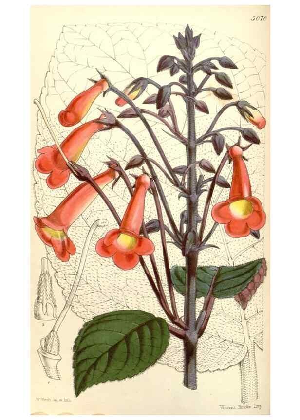 Reproducción/Reproduction 34429462584: Curtis's botanical magazine.. London ; New York [etc.] :Academic Press [etc.]