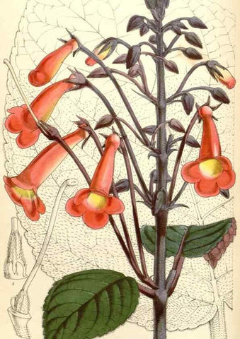 Reproducción/Reproduction 34429462584: Curtis's botanical magazine.. London ; New York [etc.] :Academic Press [etc.]