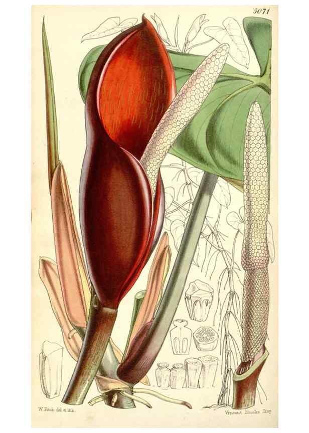 Reproducción/Reproduction 34429465604: Curtis's botanical magazine.. London ; New York [etc.] :Academic Press [etc.]