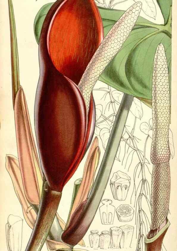 Reproducción/Reproduction 34429465604: Curtis's botanical magazine.. London ; New York [etc.] :Academic Press [etc.]