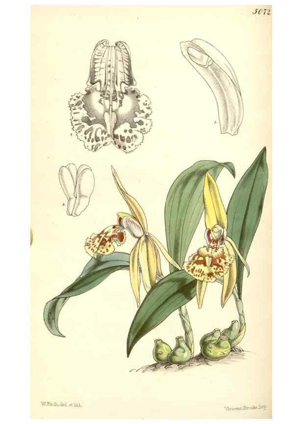Reproducción/Reproduction 34429469284: Curtis's botanical magazine.. London ; New York [etc.] :Academic Press [etc.]