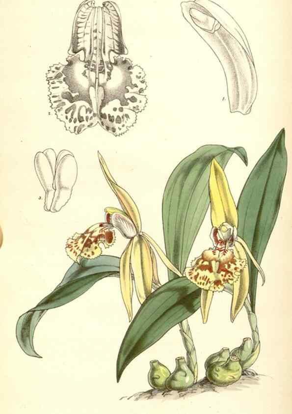Reproducción/Reproduction 34429469284: Curtis's botanical magazine.. London ; New York [etc.] :Academic Press [etc.]