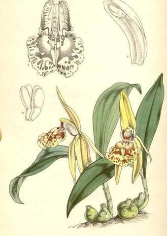 Reproducción/Reproduction 34429469284: Curtis's botanical magazine.. London ; New York [etc.] :Academic Press [etc.]