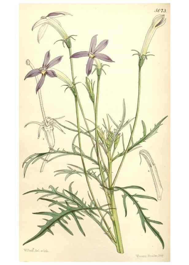 Reproducción/Reproduction 34429472114: Curtis's botanical magazine.. London ; New York [etc.] :Academic Press [etc.]