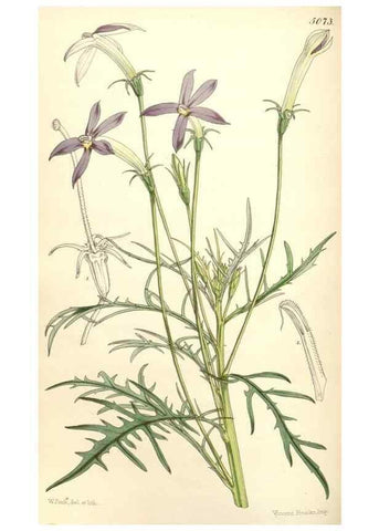 Reproducción/Reproduction 34429472114: Curtis's botanical magazine.. London ; New York [etc.] :Academic Press [etc.]