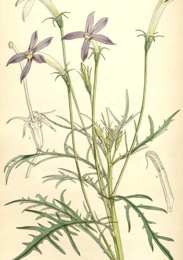 Reproducción/Reproduction 34429472114: Curtis's botanical magazine.. London ; New York [etc.] :Academic Press [etc.]