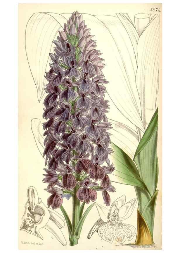 Reproducción/Reproduction 34429476044: Curtis's botanical magazine.. London ; New York [etc.] :Academic Press [etc.]