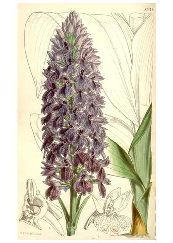 Reproducción/Reproduction 34429476044: Curtis's botanical magazine.. London ; New York [etc.] :Academic Press [etc.]