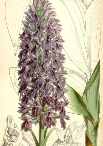 Reproducción/Reproduction 34429476044: Curtis's botanical magazine.. London ; New York [etc.] :Academic Press [etc.]