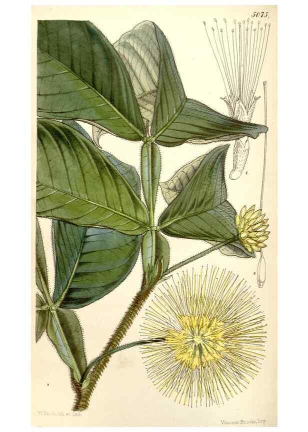 Reproducción/Reproduction 34429479384: Curtis's botanical magazine.. London ; New York [etc.] :Academic Press [etc.]