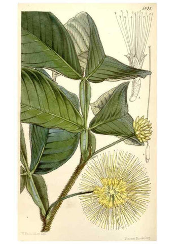 Reproducción/Reproduction 34429479384: Curtis's botanical magazine.. London ; New York [etc.] :Academic Press [etc.]