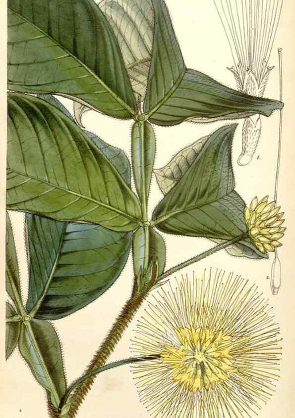 Reproducción/Reproduction 34429479384: Curtis's botanical magazine.. London ; New York [etc.] :Academic Press [etc.]