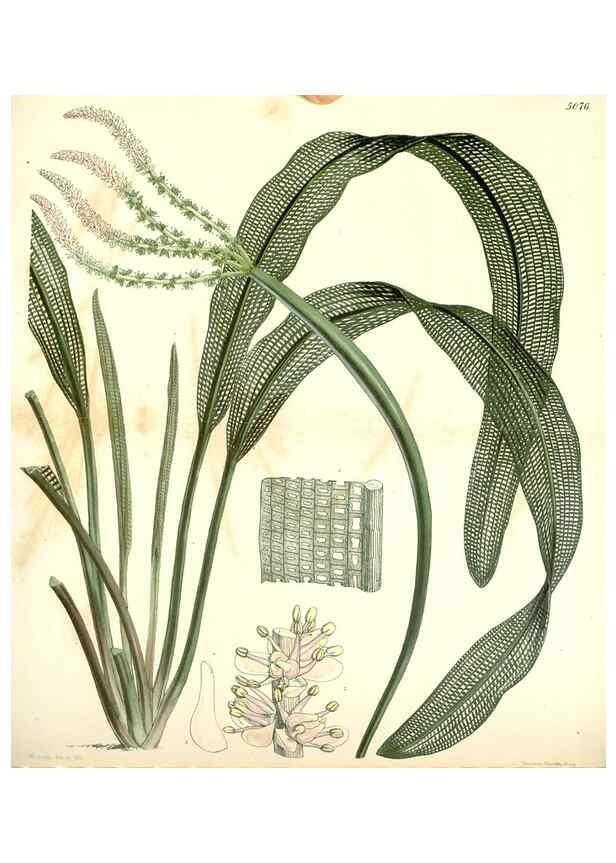 Reproducción/Reproduction 34429482494: Curtis's botanical magazine.. London ; New York [etc.] :Academic Press [etc.]