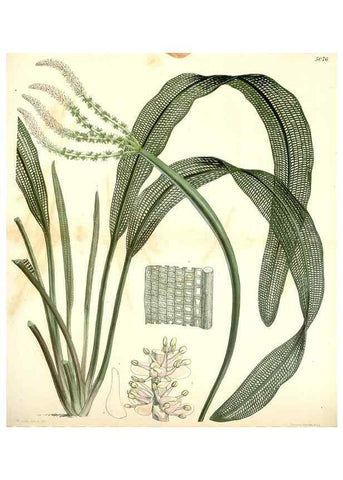 Reproducción/Reproduction 34429482494: Curtis's botanical magazine.. London ; New York [etc.] :Academic Press [etc.]
