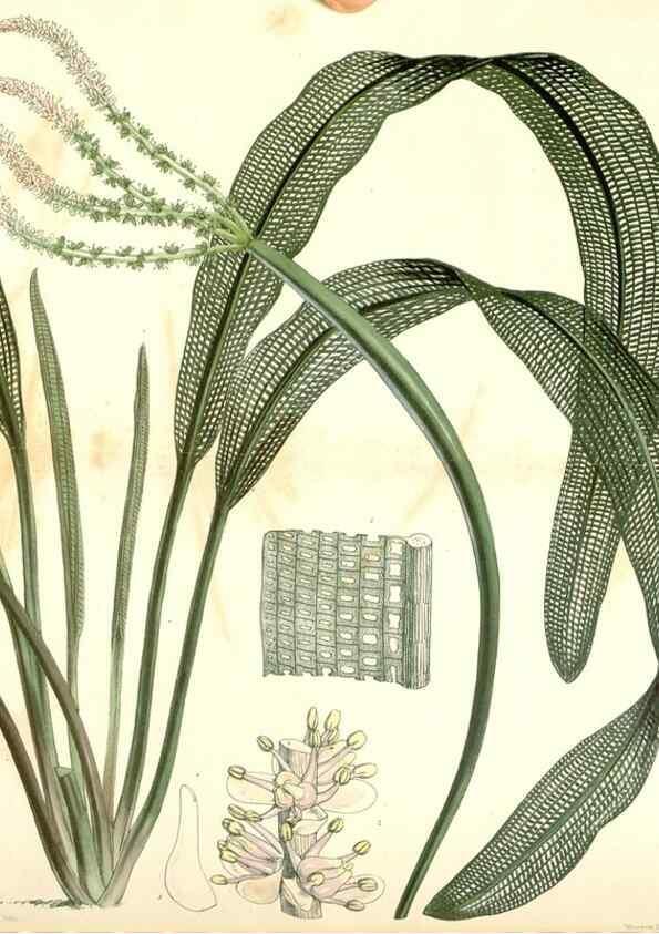 Reproducción/Reproduction 34429482494: Curtis's botanical magazine.. London ; New York [etc.] :Academic Press [etc.]