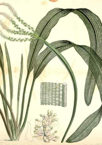 Reproducción/Reproduction 34429482494: Curtis's botanical magazine.. London ; New York [etc.] :Academic Press [etc.]