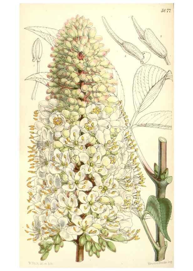 Reproducción/Reproduction 34885990330: Curtis's botanical magazine.. London ; New York [etc.] :Academic Press [etc.]
