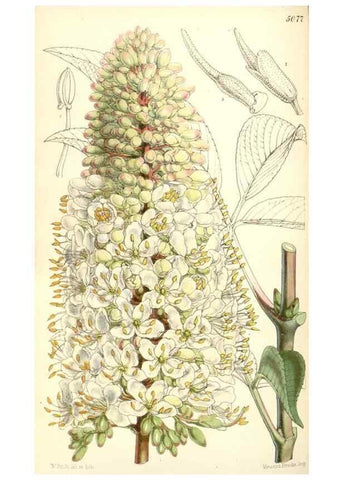 Reproducción/Reproduction 34885990330: Curtis's botanical magazine.. London ; New York [etc.] :Academic Press [etc.]
