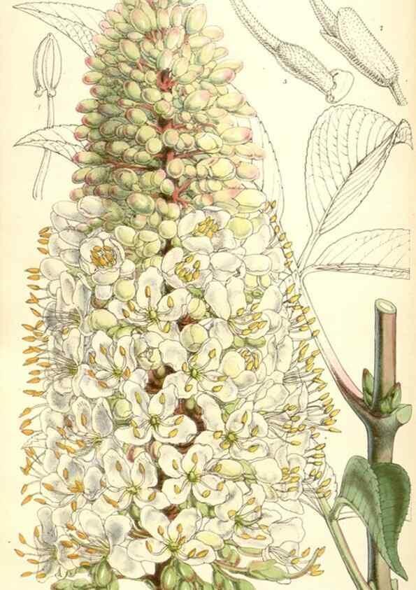 Reproducción/Reproduction 34885990330: Curtis's botanical magazine.. London ; New York [etc.] :Academic Press [etc.]