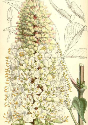 Reproducción/Reproduction 34885990330: Curtis's botanical magazine.. London ; New York [etc.] :Academic Press [etc.]