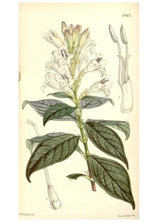 Reproducción/Reproduction 35106847512: Curtis's botanical magazine.. London ; New York [etc.] :Academic Press [etc.]