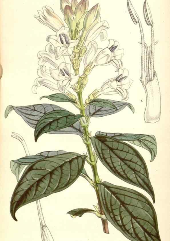Reproducción/Reproduction 35106847512: Curtis's botanical magazine.. London ; New York [etc.] :Academic Press [etc.]