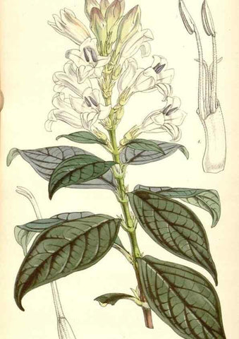 Reproducción/Reproduction 35106847512: Curtis's botanical magazine.. London ; New York [etc.] :Academic Press [etc.]
