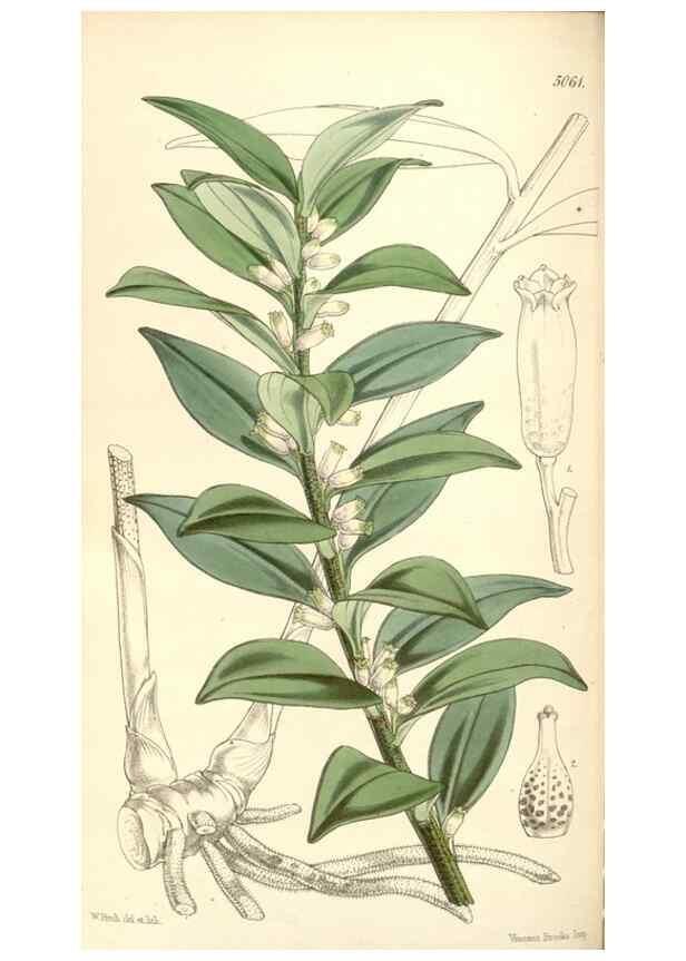 Reproducción/Reproduction 35143194861: Curtis's botanical magazine.. London ; New York [etc.] :Academic Press [etc.]