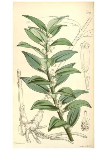 Reproducción/Reproduction 35143194861: Curtis's botanical magazine.. London ; New York [etc.] :Academic Press [etc.]
