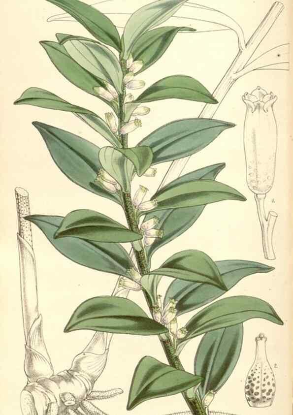 Reproducción/Reproduction 35143194861: Curtis's botanical magazine.. London ; New York [etc.] :Academic Press [etc.]