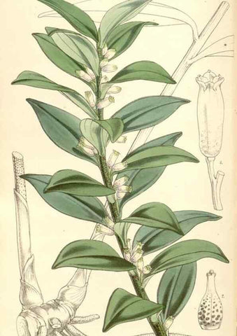 Reproducción/Reproduction 35143194861: Curtis's botanical magazine.. London ; New York [etc.] :Academic Press [etc.]