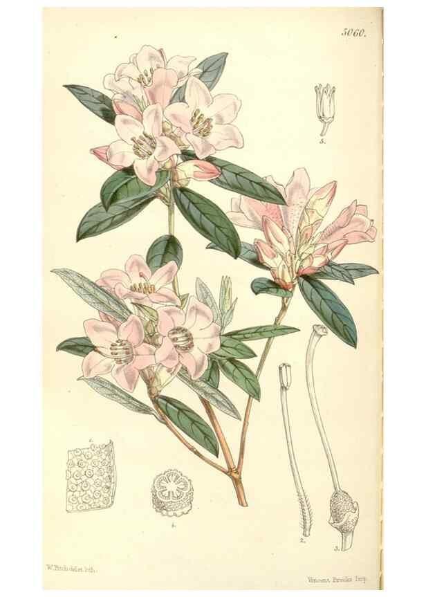 Reproducción/Reproduction 35143192681: Curtis's botanical magazine.. London ; New York [etc.] :Academic Press [etc.]