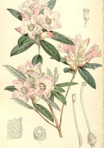 Reproducción/Reproduction 35143192681: Curtis's botanical magazine.. London ; New York [etc.] :Academic Press [etc.]