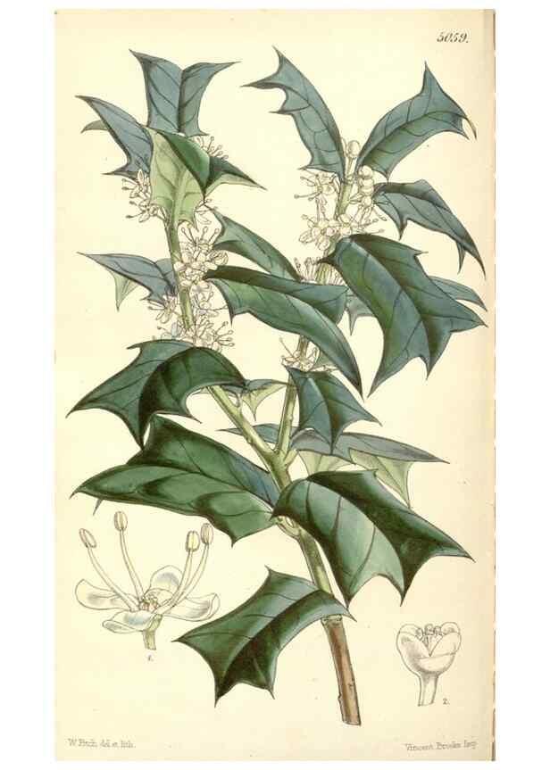 Reproducción/Reproduction 35143190771: Curtis's botanical magazine.. London ; New York [etc.] :Academic Press [etc.]