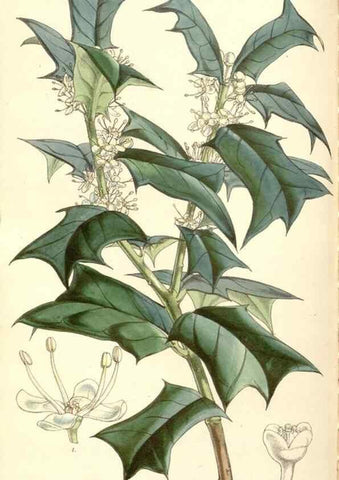 Reproducción/Reproduction 35143190771: Curtis's botanical magazine.. London ; New York [etc.] :Academic Press [etc.]