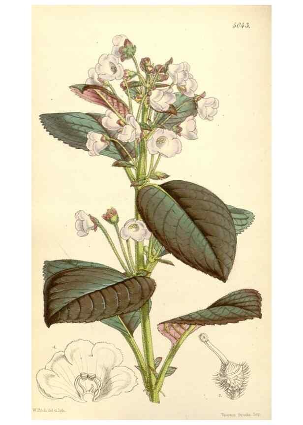 Reproducción/Reproduction 34885926010: Curtis's botanical magazine.. London ; New York [etc.] :Academic Press [etc.]