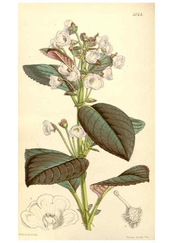 Reproducción/Reproduction 34885926010: Curtis's botanical magazine.. London ; New York [etc.] :Academic Press [etc.]
