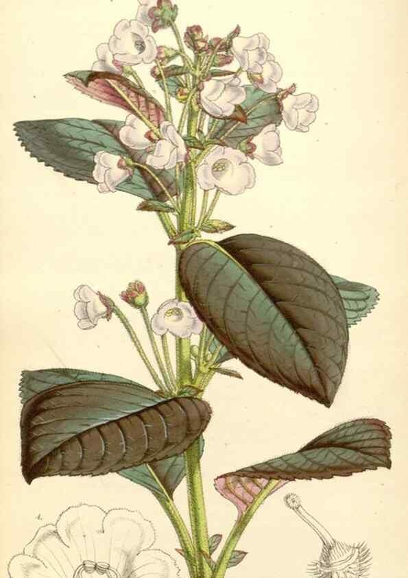 Reproducción/Reproduction 34885926010: Curtis's botanical magazine.. London ; New York [etc.] :Academic Press [etc.]