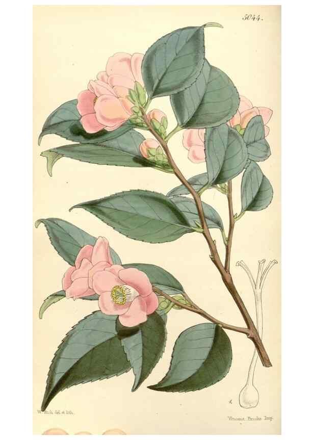 Reproducción/Reproduction 34885928150: Curtis's botanical magazine.. London ; New York [etc.] :Academic Press [etc.]