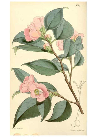 Reproducción/Reproduction 34885928150: Curtis's botanical magazine.. London ; New York [etc.] :Academic Press [etc.]