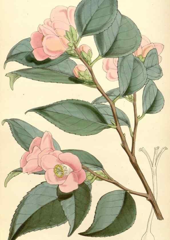 Reproducción/Reproduction 34885928150: Curtis's botanical magazine.. London ; New York [etc.] :Academic Press [etc.]