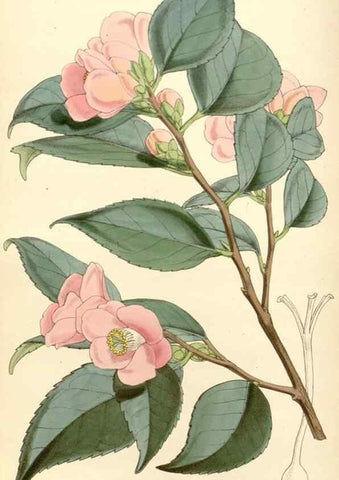 Reproducción/Reproduction 34885928150: Curtis's botanical magazine.. London ; New York [etc.] :Academic Press [etc.]