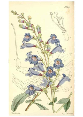 Reproducción/Reproduction 34885929690: Curtis's botanical magazine.. London ; New York [etc.] :Academic Press [etc.]